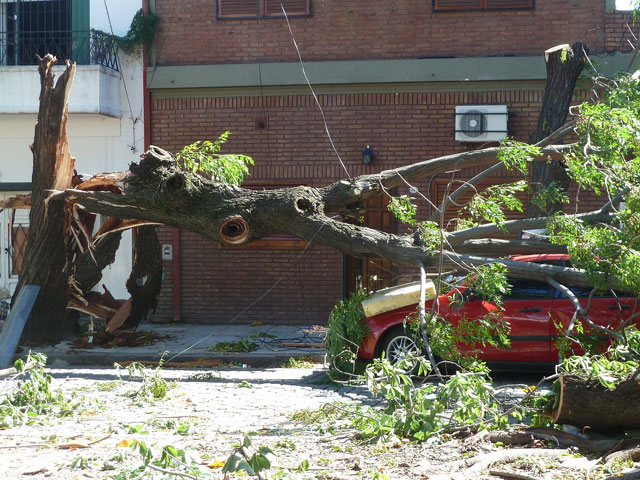 Tree fall on car through power lines emergency